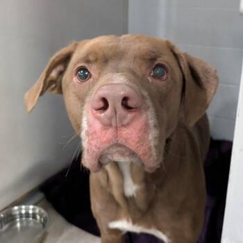 Labrador Retriever Dogs Available for Adoption in Des Moines, Iowa - Banjo | PetCurious