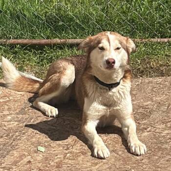 Tazzy (Courtesy Post) -  Husky Dog for Adoption in Oswego, New York - Tazzy (Courtesy Post) | PetCurious