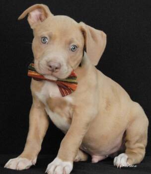 Carlos -  Boxer Dog for Adoption in Newland, North Carolina - Carlos | PetCurious