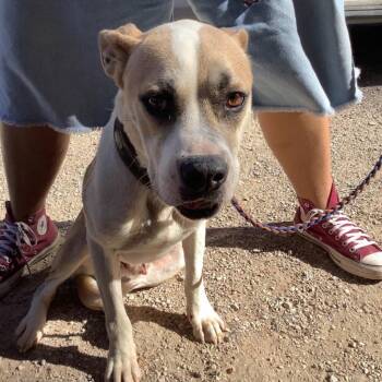 Rabbit -  Mixed Breed Dog for Adoption in Austin, Texas - Rabbit | PetCurious