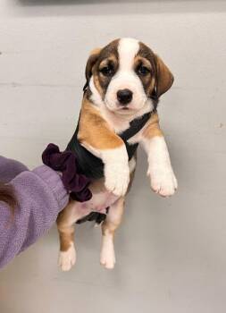 Bernese Mountain Dog and Beagle Dogs Available for Adoption in Morton Grove, Illinois - Cosmos | PetCurious