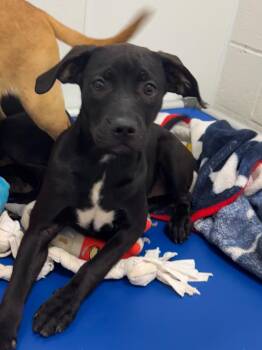 Harper   ` -  Mixed Breed Dog for Adoption in Lake City, Arkansas - Harper   ` | PetCurious