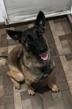 Tessy -  Belgian Shepherd Malinois and German Shepherd Dog Dog for Adoption in Ramona, California - Tessy | PetCurious