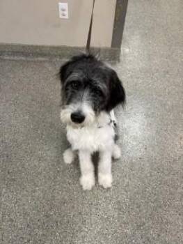 Walt -  Old English Sheepdog and Standard Poodle Dog for Adoption in Kansas City, Missouri - Walt | PetCurious