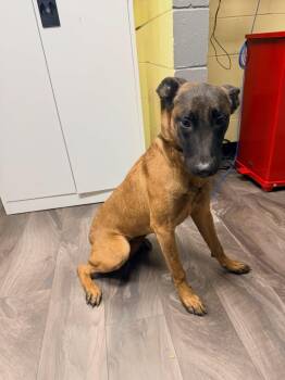 Belgian Shepherd Laekenois Dogs Available for Adoption - Spice | PetCurious
