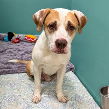 Weasley -  Mixed Breed Dog for Adoption in Titusville, Florida - Weasley | PetCurious