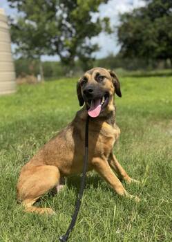 Nelson -  Black Mouth Cur and Shepherd Dog for Adoption in Kenedy, Texas - Nelson | PetCurious