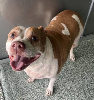 Rescue Pit Bull Terrier Dogs for Adoption in Salisbury, North Carolina - BIG MAMA | PetCurious