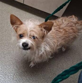 OTTIS -  Terrier and Mixed Breed Dog for Adoption in Las Vegas, Nevada - OTTIS | PetCurious