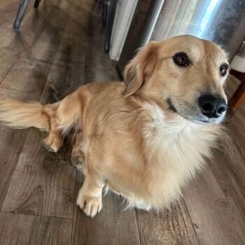 Kobe -  Dachshund Dog for Adoption in Amarillo, Texas - Kobe | PetCurious