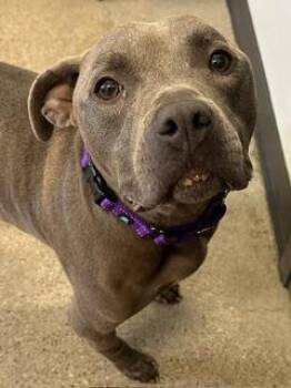 Nellie -  Pit Bull Terrier Dog for Adoption in Cleveland, Ohio - Nellie | PetCurious