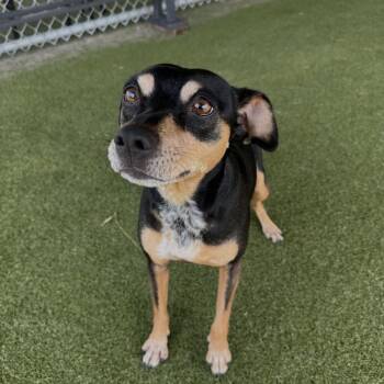 Java / Cappa -  Miniature Pinscher Dog for Adoption in Terre Haute, Indiana - Java / Cappa | PetCurious