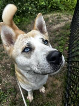 Darla Tag 934 -  Husky Dog for Adoption in Central Islip, New York - Darla Tag 934 | PetCurious