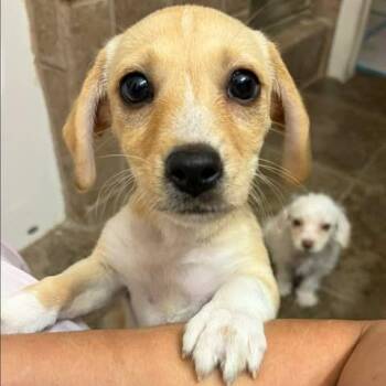 Mina -  Chihuahua and Mixed Breed Dog for Adoption in Alma, Wisconsin - Mina | PetCurious