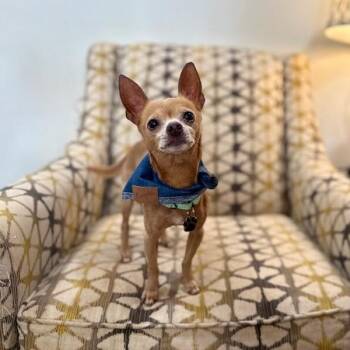 Chihuahua and Miniature Pinscher Dogs Available for Adoption in Friendswood, Texas - Mighty Mouse Your Tiny Super Hero | PetCurious