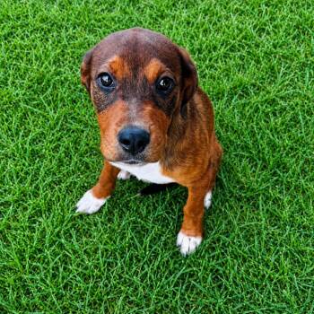 Haven -  Doberman Pinscher and Mixed Breed Dog for Adoption in Brownsboro, Alabama - Haven | PetCurious