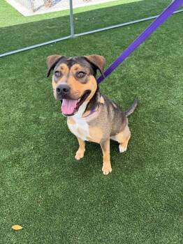Puttanesca -  German Shepherd Dog and Rhodesian Ridgeback Dog for Adoption in Calgary, Alberta - Puttanesca | PetCurious
