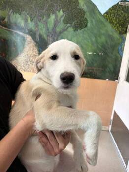 Standard Poodle and Shepherd Dogs Available for Adoption - Amy Taylor | PetCurious