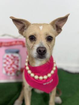Noodles-One of our Amazing Rescue Dogs -  Border Terrier and Chihuahua Dog for Adoption in Carlsbad, California - Noodles-One Of Our Amazing Rescue Dogs | PetCurious