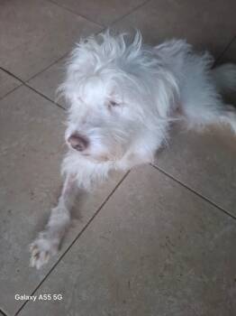 Rescue Silky Terrier Dogs for Adoption in Georgetown, Texas - Perla | PetCurious