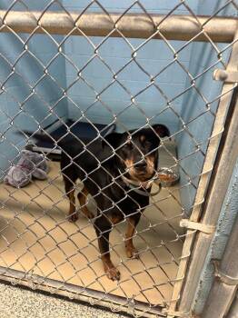 Clarice -  Terrier and Mixed Breed Dog for Adoption in Blountville, Tennessee - Clarice | PetCurious