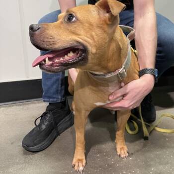 Harley (Tiny) -  Terrier Dog for Adoption in Tampa, Florida - Harley (Tiny) | PetCurious