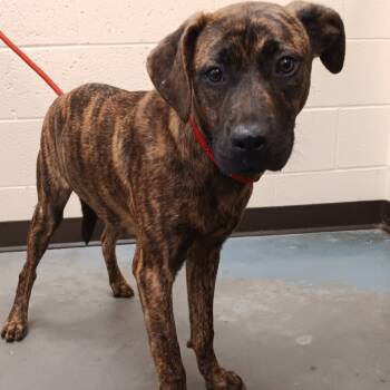 Rescue Mixed Breed Dogs for Adoption in Memphis, Tennessee - Shyly | PetCurious