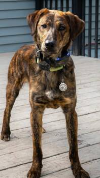 Mixed Breed Dogs Available for Adoption in Alden, New York - Emmett | PetCurious