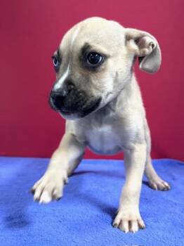 Mixed Breed Dogs Available for Adoption in Hawk Point, Missouri - Trumpet | PetCurious