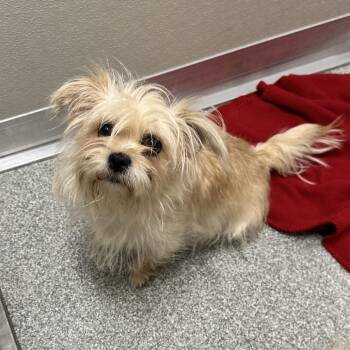 Mixed Breed Dogs Available for Adoption in Oak Brook, Illinois - Roxie | PetCurious