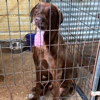 Zane -  Labrador Retriever Dog for Adoption in Anahuac, Texas - Zane | PetCurious