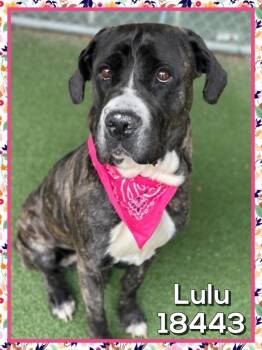 Cane Corso Dogs Available for Adoption in Marietta, Georgia - Lulu (807) | PetCurious