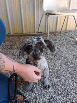 Liam -  Poodle Dog for Adoption in Muskegon, Michigan - Liam | PetCurious