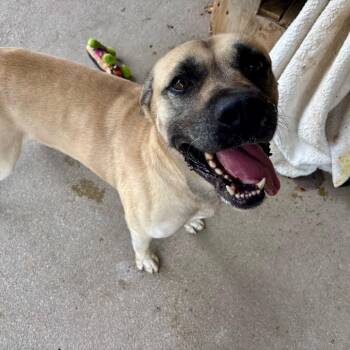 Bruno -  Mixed Breed Dog for Adoption in Edwardsville, Illinois - Bruno | PetCurious