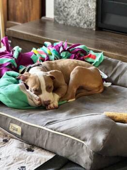 Sue -  Pit Bull Terrier Dog for Adoption in Minneapolis, Minnesota - Sue | PetCurious
