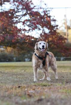 Rescue Mixed Breed Dogs for Adoption in Voorhees Township, New Jersey - Ozzie | PetCurious