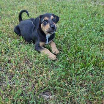 Gus -  Mixed Breed Dog for Adoption in Columbia, Maryland - Gus | PetCurious