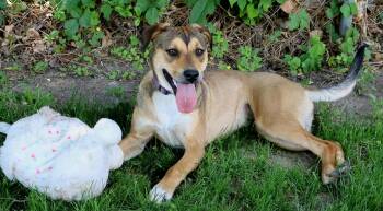 Bonnie -  Foxhound and Beagle Dog for Adoption in Honeoye Falls, New York - Bonnie | PetCurious