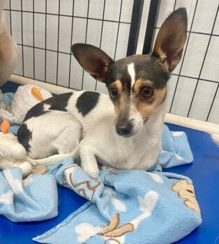 Rat Terrier Dogs Available for Adoption - Sissy | PetCurious