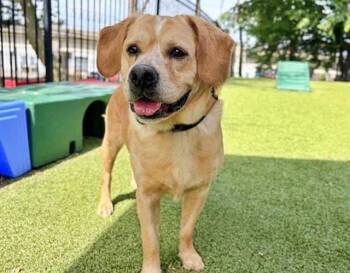 ZEK -  Australian Cattle Dog Blue Heeler and Cocker Spaniel Dog for Adoption in Brentwood, Missouri - ZEK | PetCurious
