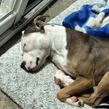 Bling -  Pit Bull Terrier Dog for Adoption in Zimmerman, Minnesota - Bling | PetCurious