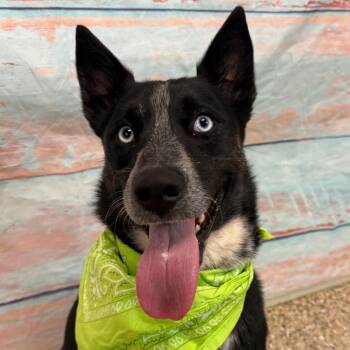 Husky and Mixed Breed Dogs Available for Adoption in Cheyenne, Wyoming - Kyra | PetCurious