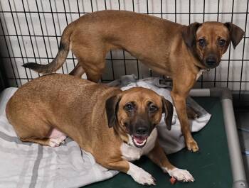 Marley & Cocoa -  Dachshund and Corgi Dog for Adoption in Momence, Illinois - Marley & Cocoa | PetCurious