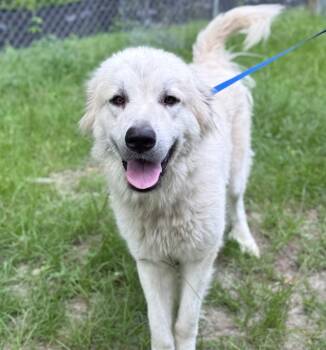 Diamond -  Great Pyrenees Dog for Adoption in Springfield, Georgia - Diamond | PetCurious