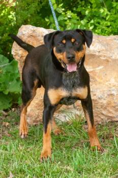 Hound and Rottweiler Dogs Available for Adoption in Johnson City, Tennessee - Buddy | PetCurious