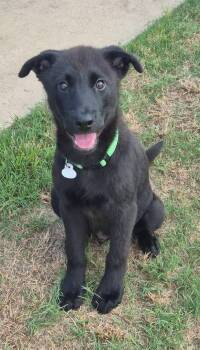 Neji -  Australian Shepherd Dog for Adoption in Humble, Texas - Neji | PetCurious