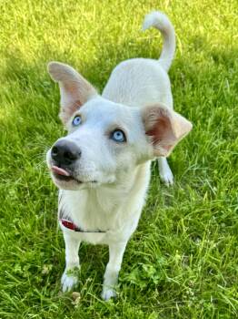 Great Pyrenees Dogs Available for Adoption in St. Joseph, Michigan - Angel | PetCurious