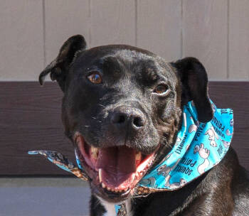 Rescue Labrador Retriever Dogs for Adoption in Lake Forest, California - Chance - (CP) Foster Or Adopt Me! | PetCurious