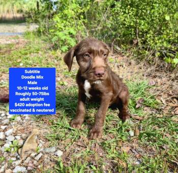 Chocolate Labrador Retriever and Poodle Dogs Available for Adoption - Subtitle | PetCurious