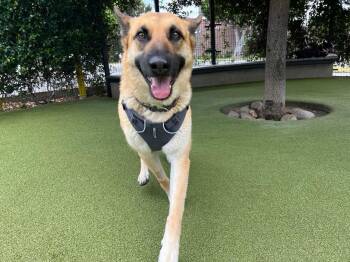 Rescue German Shepherd Dog Dogs for Adoption in Los Angeles, California - Maggie Jo *COURTESY POST* | PetCurious